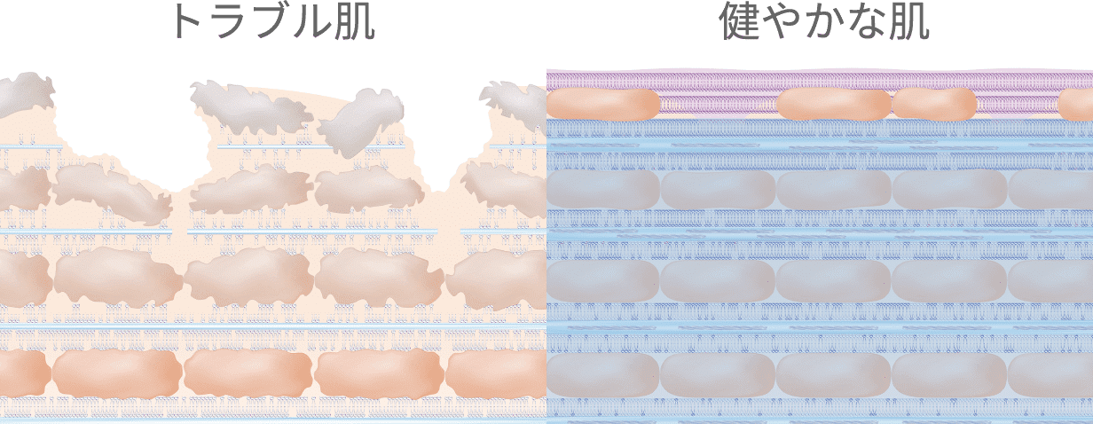 お肌（角層）の断面図イメージ
